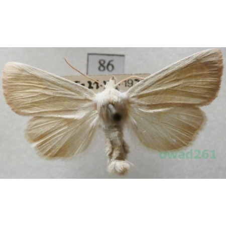 Arenostola phragmitidis (Hübner, 1803) Czech86